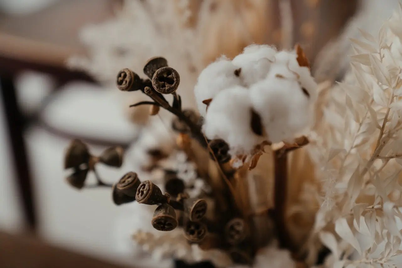 Close-up of cotton plants in a field.