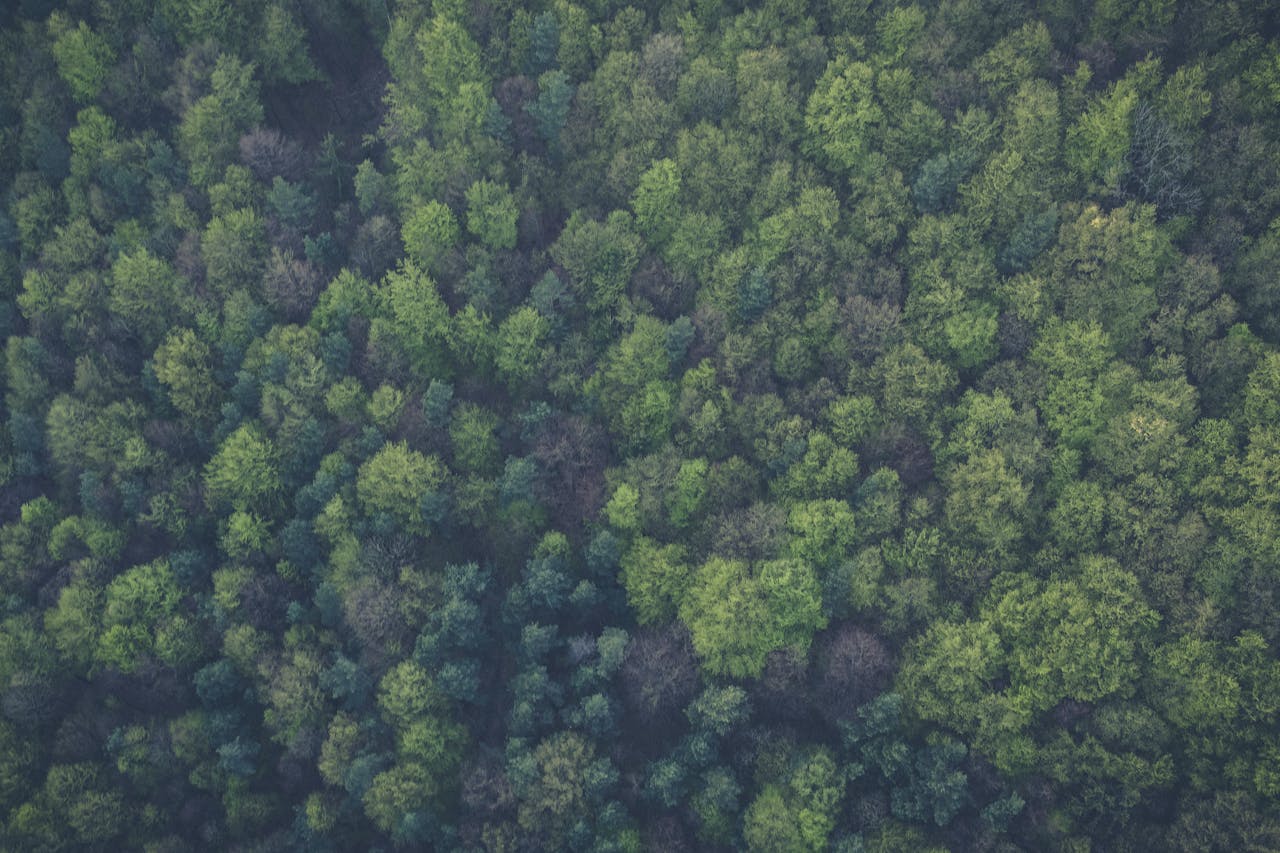 Aerial view of dense forest canopy.