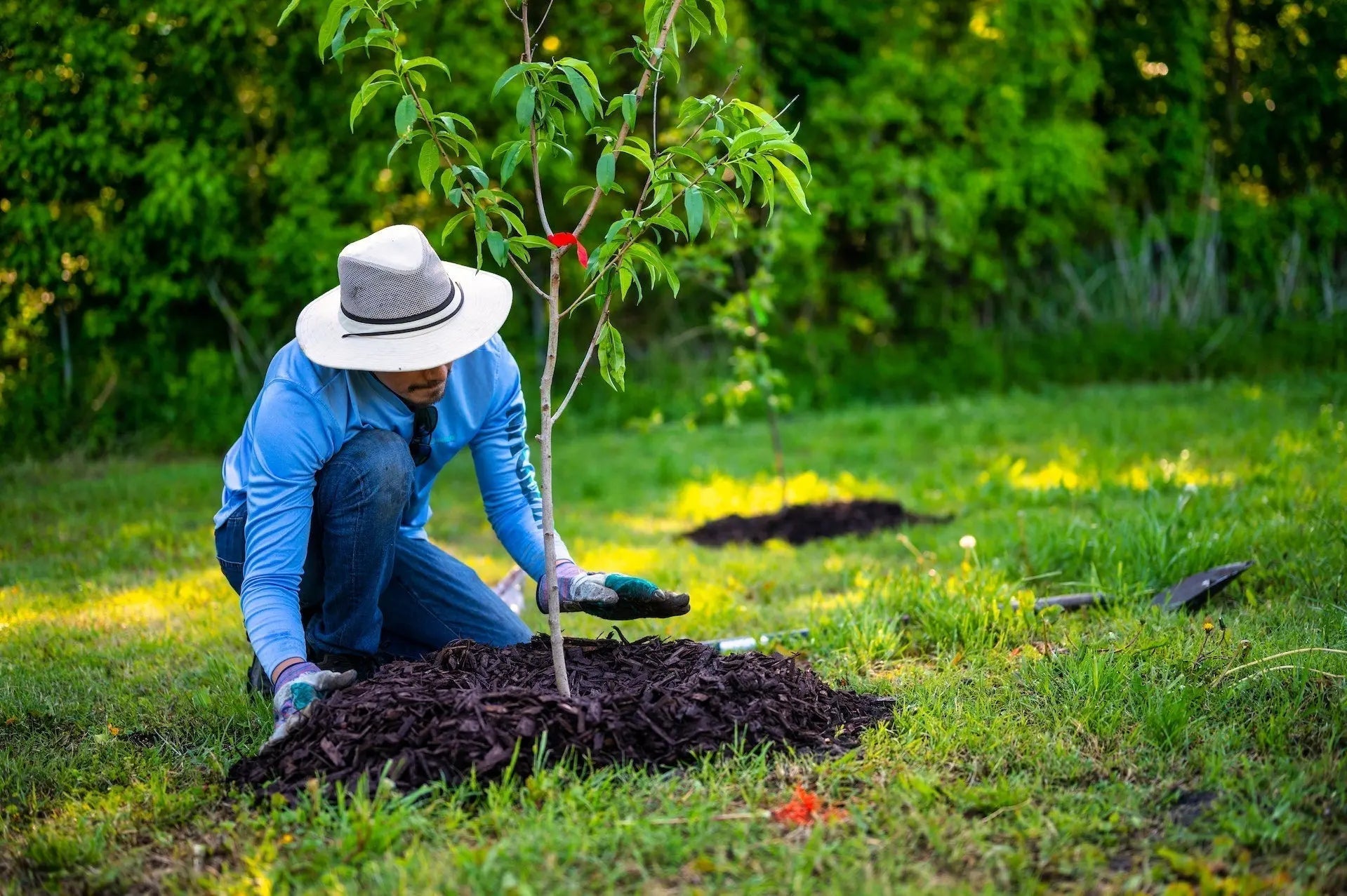 Why Trees Are Important to the Environment and Why We Should Support One Tree Planted - TeeStitch Apparel